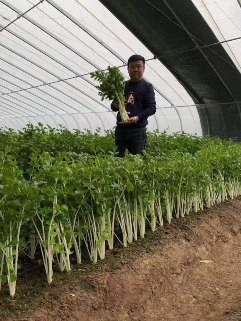 叶柄实心嫩白色芹菜种子香味浓鲜美，白西芹种子芹菜种籽