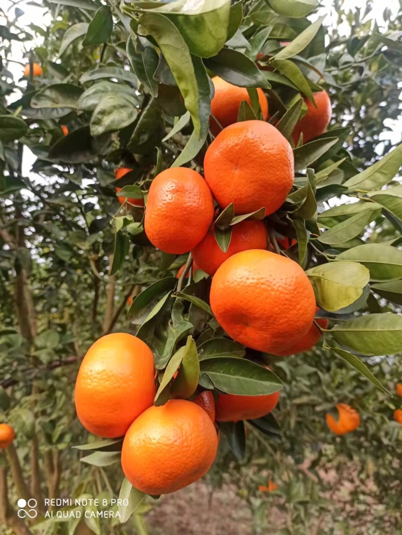 重庆默科特（三月红）百家货、园子货洗果打蜡一条龙、全国代
