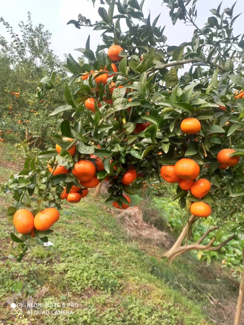 重庆默科特（三月红）百家货、园子货洗果打蜡一条龙、全国代