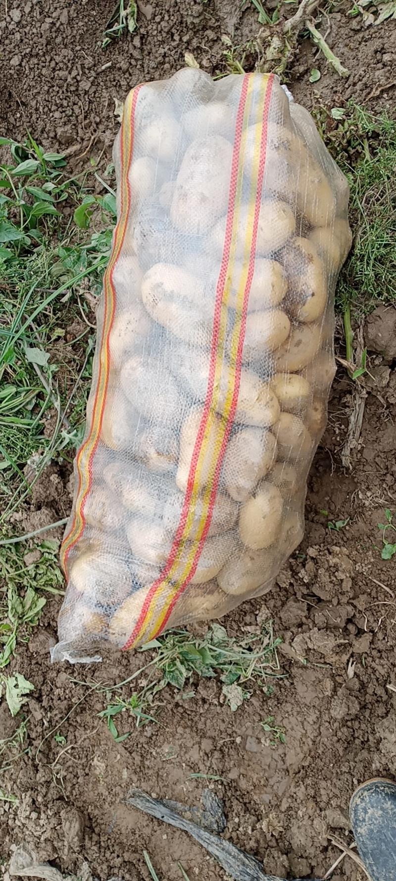 大丰12土豆黄皮黄心千亩基地持续供应全国发货