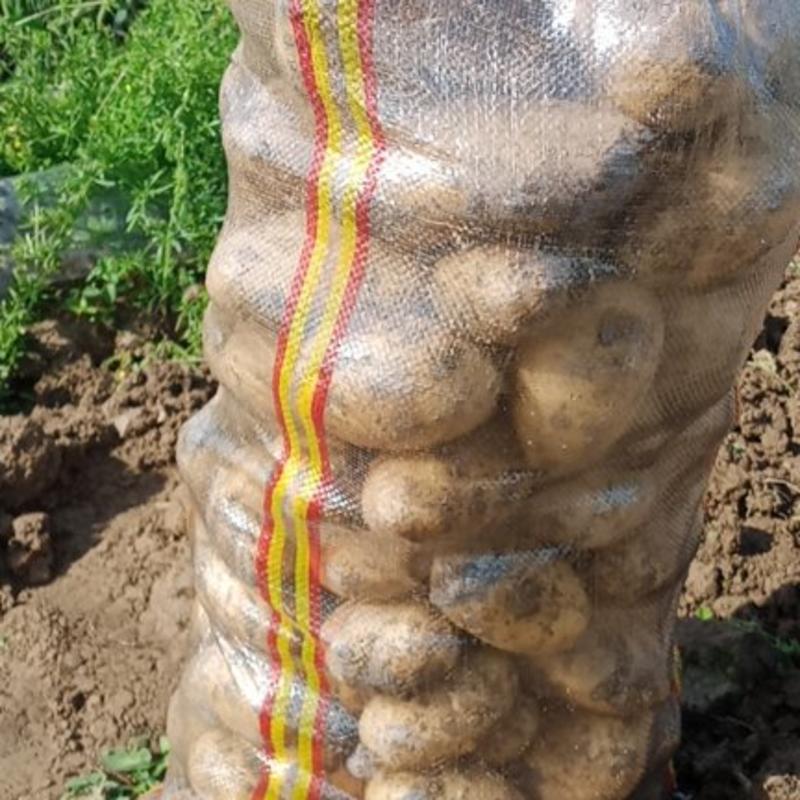大丰12土豆黄皮黄心千亩基地持续供应全国发货