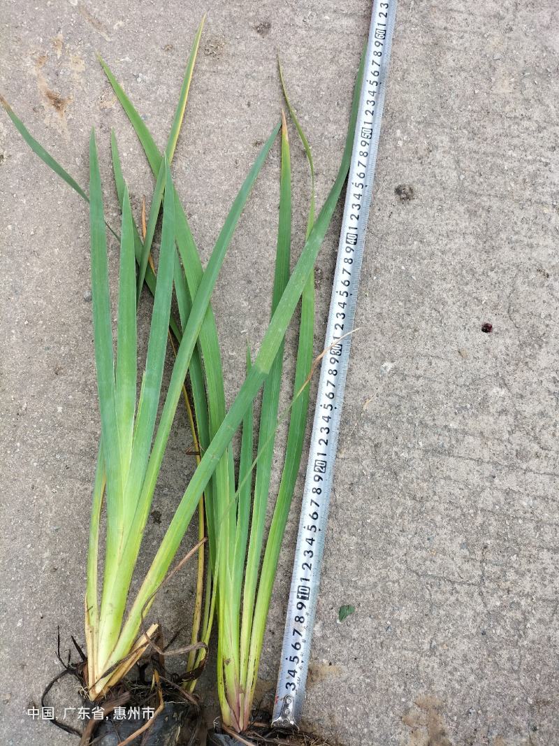 广东水生植物基地黄菖蒲大量供应，基地直发，欢迎下单！