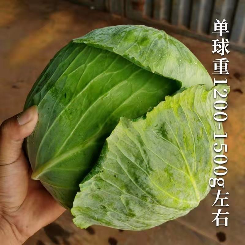 精品甘蓝自产自销，支持发货欢迎咨询订购