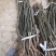基地直销1公分玉露香梨苗批发黄金梨红香酥梨树苗价格