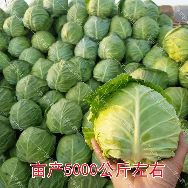 精品甘蓝自产自销，支持发货欢迎咨询订购