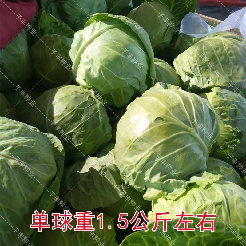 精品甘蓝自产自销，支持发货欢迎咨询订购