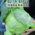 精品甘蓝自产自销，支持发货欢迎咨询订购