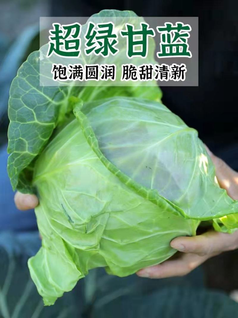 精品甘蓝自产自销，支持发货欢迎咨询订购