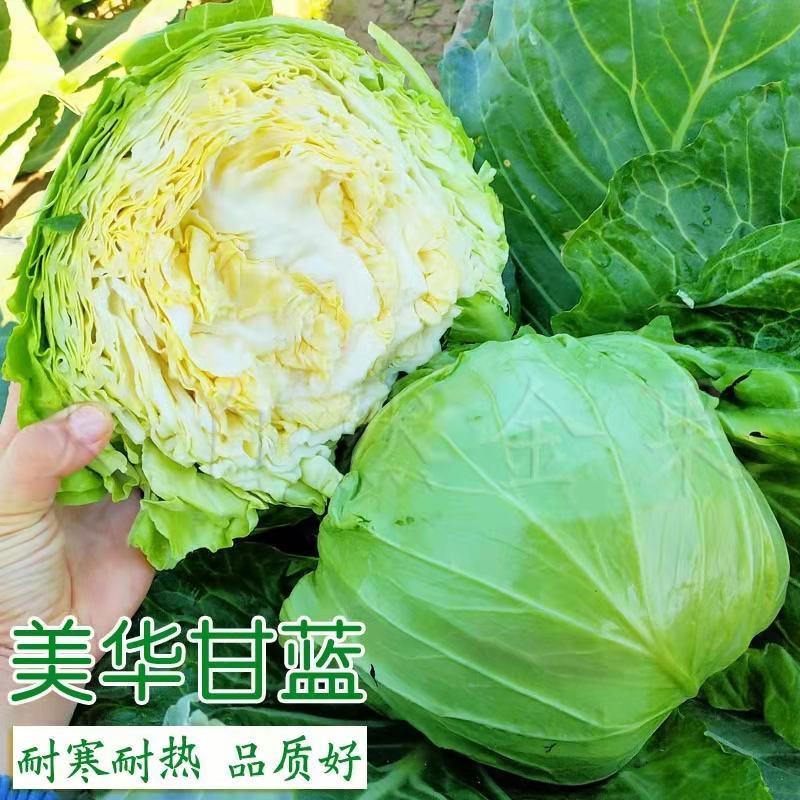 精品甘蓝自产自销，支持发货欢迎咨询订购