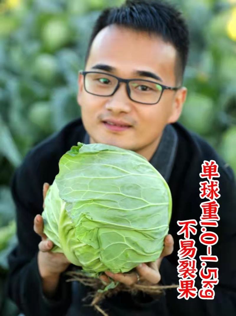 精品甘蓝自产自销，支持发货欢迎咨询订购