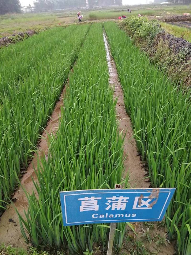 广东水生植物基地黄菖蒲大量供应，基地直发，欢迎下单！