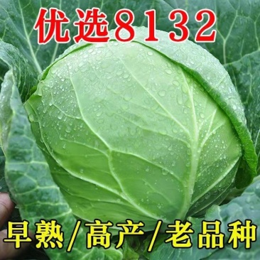 精品甘蓝自产自销，支持发货欢迎咨询订购