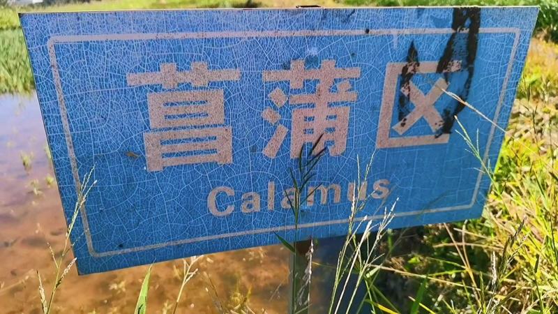 广东水生植物基地黄菖蒲大量供应，基地直发，欢迎下单！
