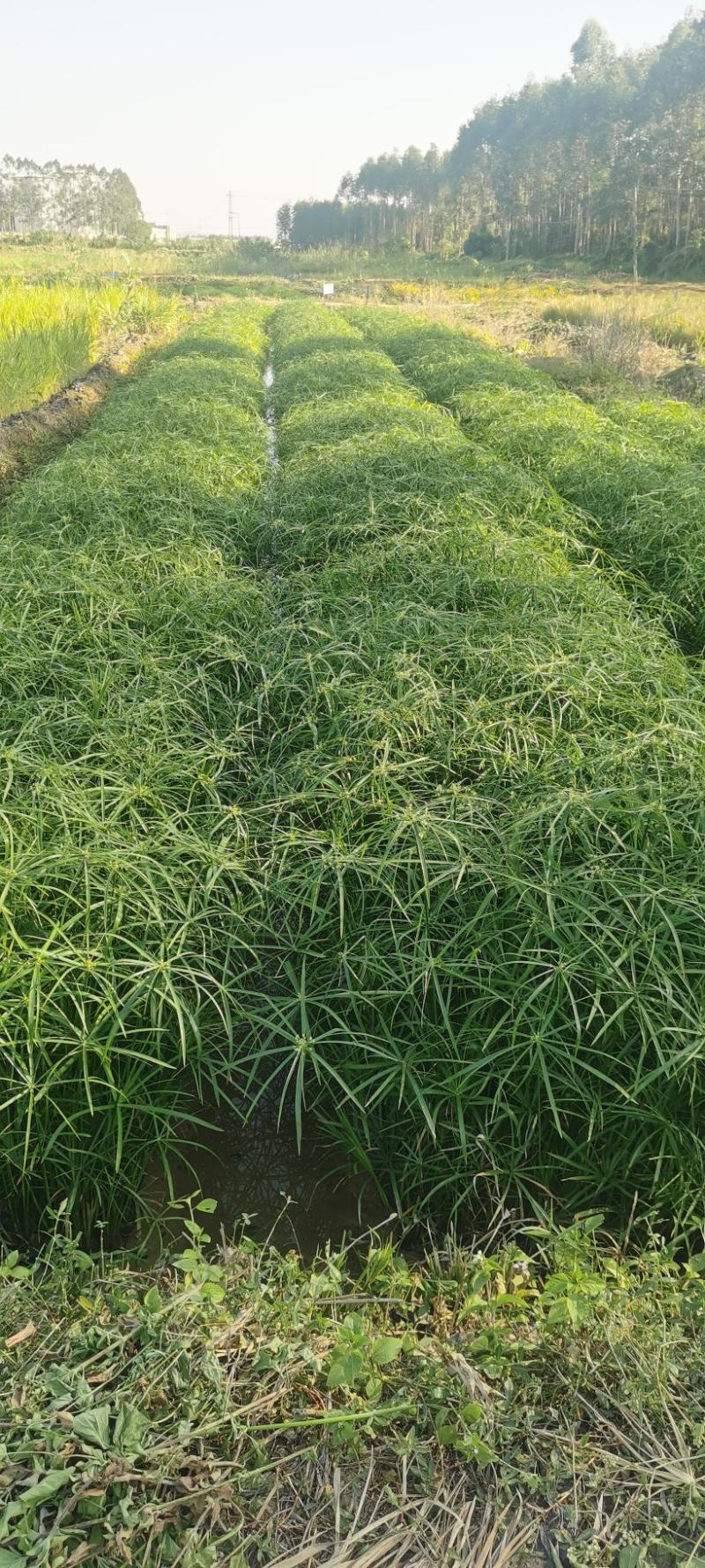 广东水生植物基地大量有货供应旱伞草，风车草！