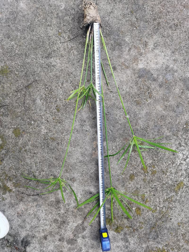 广东水生植物基地大量有货供应旱伞草，风车草！