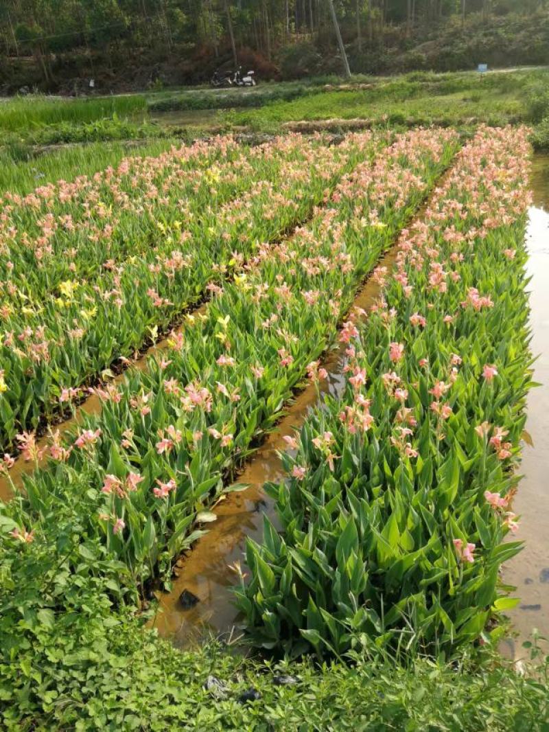 广东水生植物基地大量有货供应水生美人蕉，欢迎各界人士光临