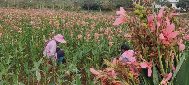 广东水生植物基地大量有货供应水生美人蕉，欢迎各界人士光临