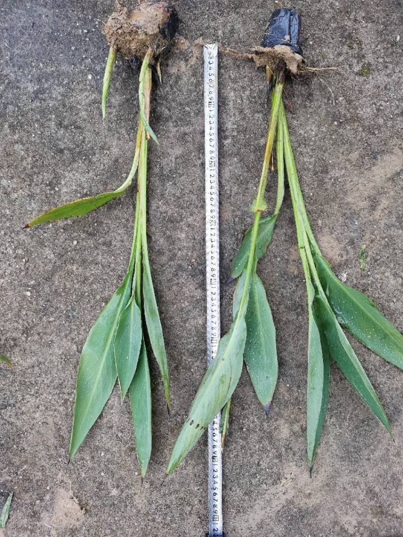 广东水生植物百草园苗木场大量供应水生美人蕉，欢迎各界人士