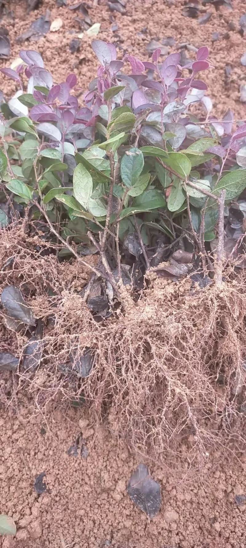 红花继木红继木小苗