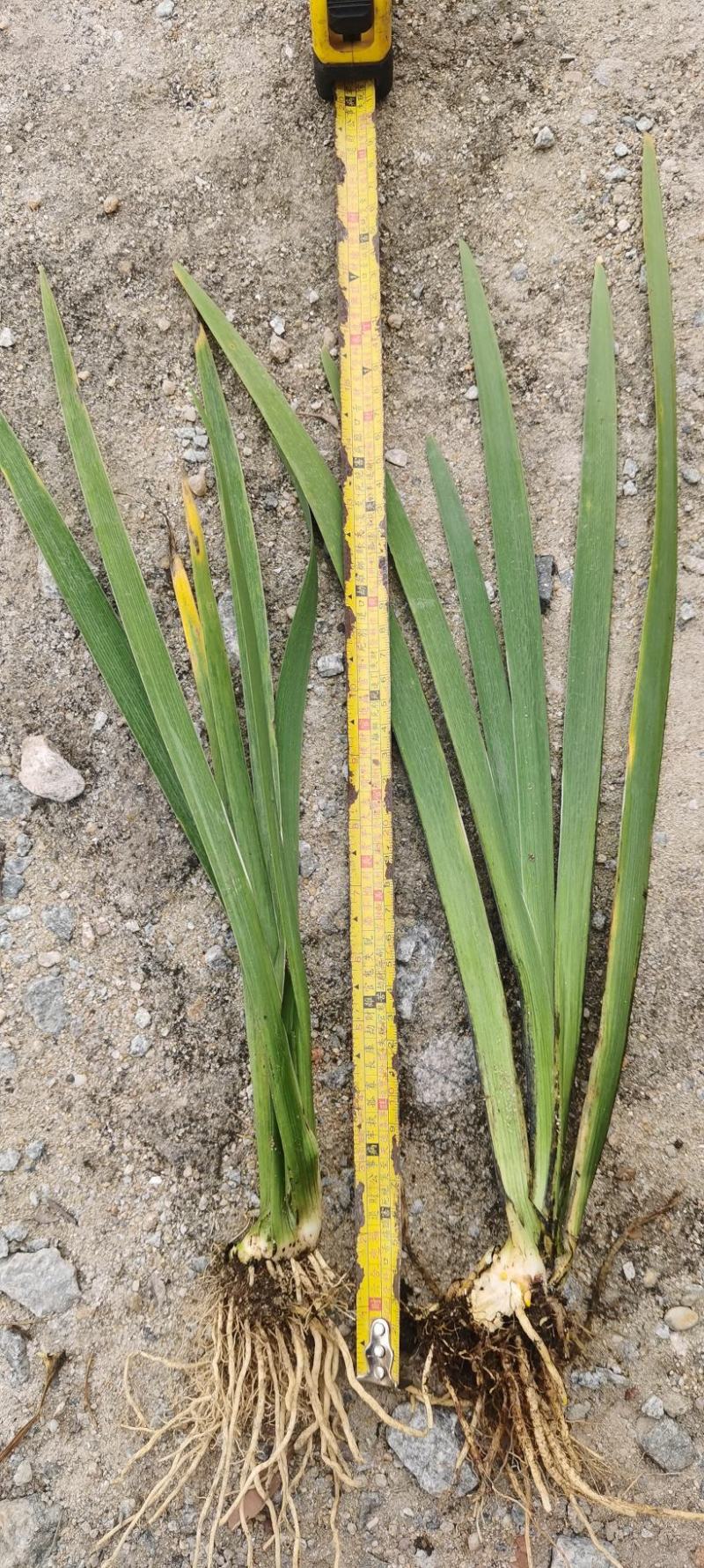 广东水生植物基地大量有货供应水生植物鸢尾欢迎各界人士