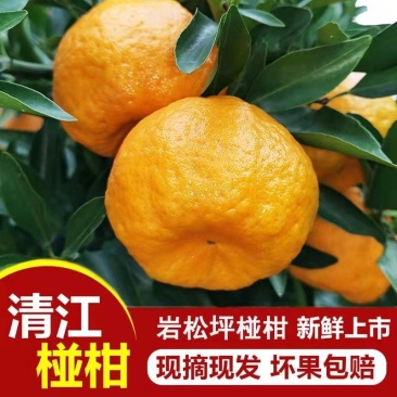 精品新鲜碰柑产地直销，诚信供应商支持发货