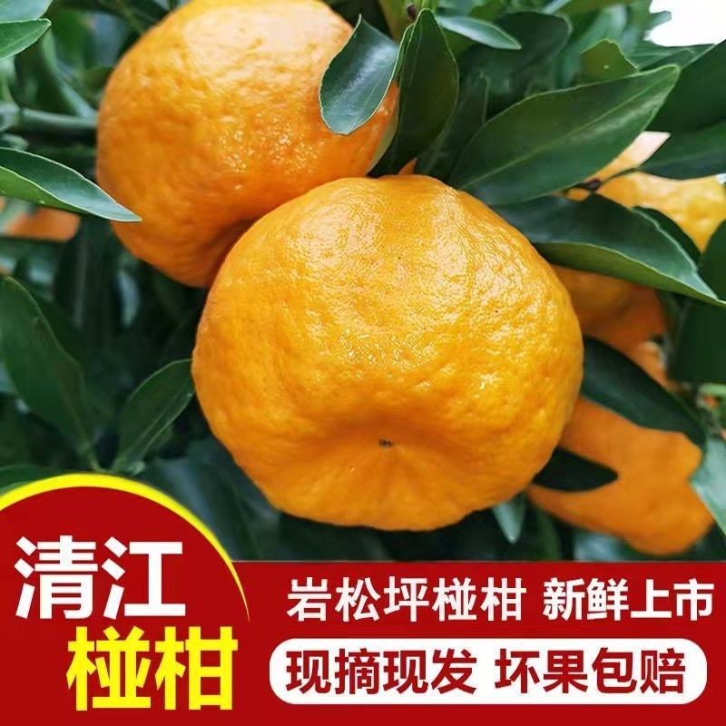 精品新鲜碰柑产地直销，诚信供应商支持发货