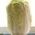 黄心白菜一手货源保质保量欢迎:咨询订购