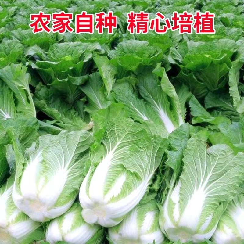 黄心白菜一手货源保质保量欢迎:咨询订购