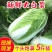 黄心白菜一手货源保质保量欢迎:咨询订购