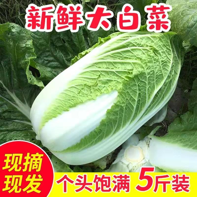 黄心白菜一手货源保质保量欢迎:咨询订购