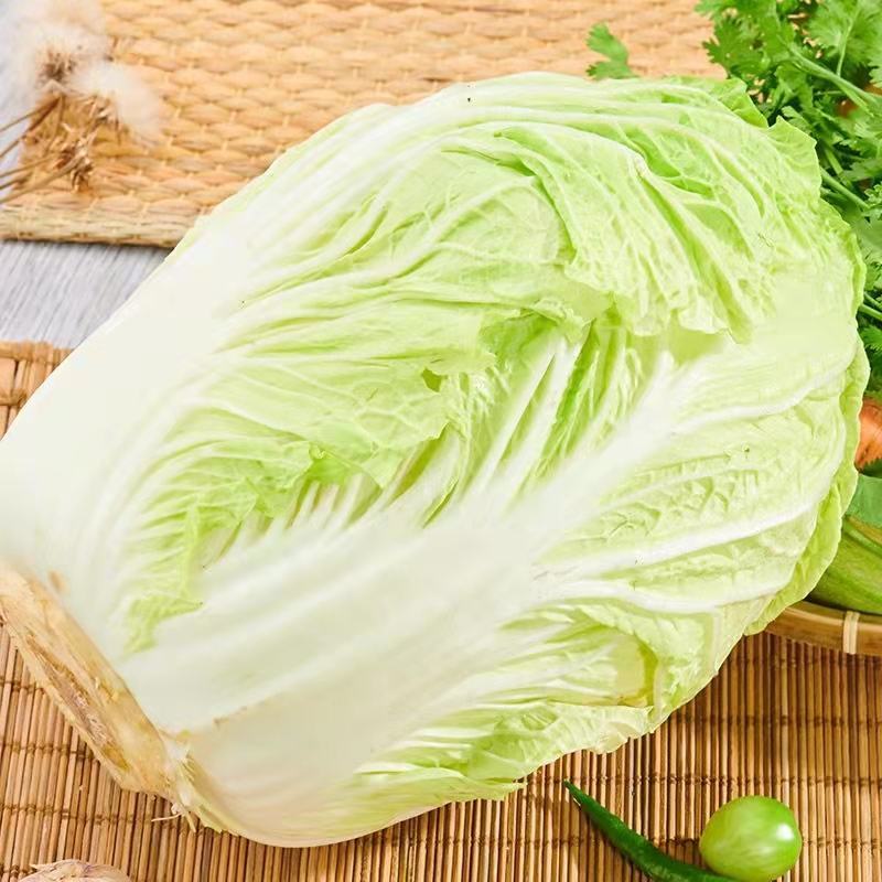 黄心白菜一手货源保质保量欢迎:咨询订购