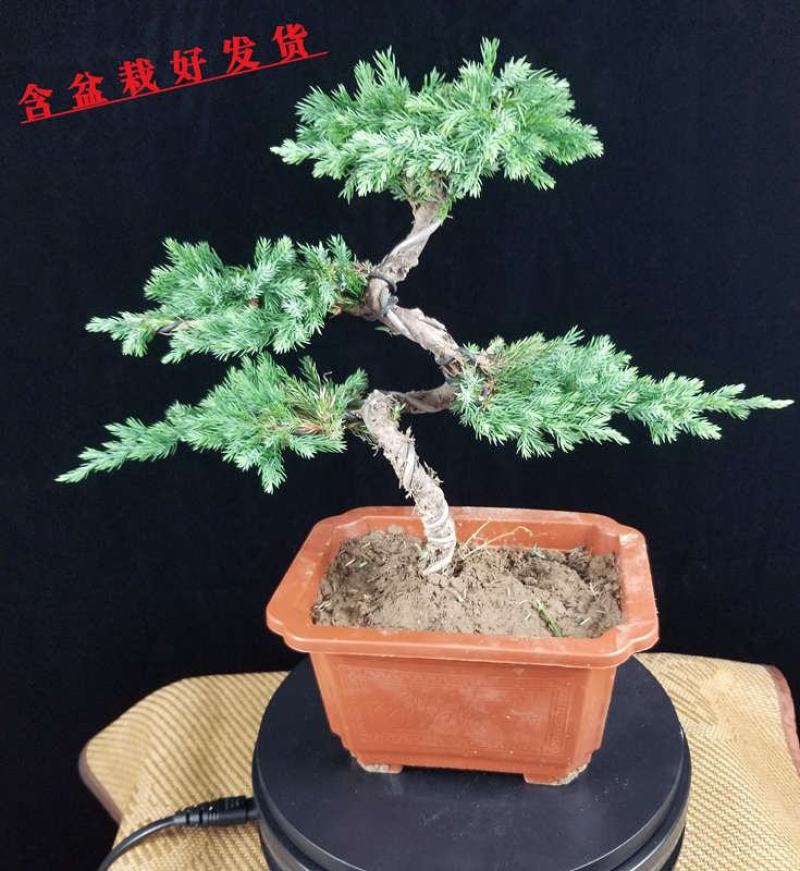 地柏盆景盆栽价格铺地柏30公分高以上盆景素材绿化