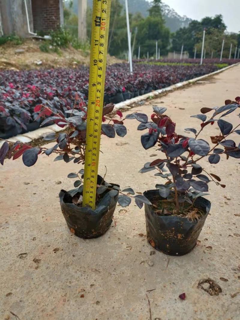 广东百草园苗木场大量供应红继木大杯苗，欢迎各界人士光临