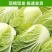 精品高山大白菜娃娃菜产地直销！新鲜上市，保质保量