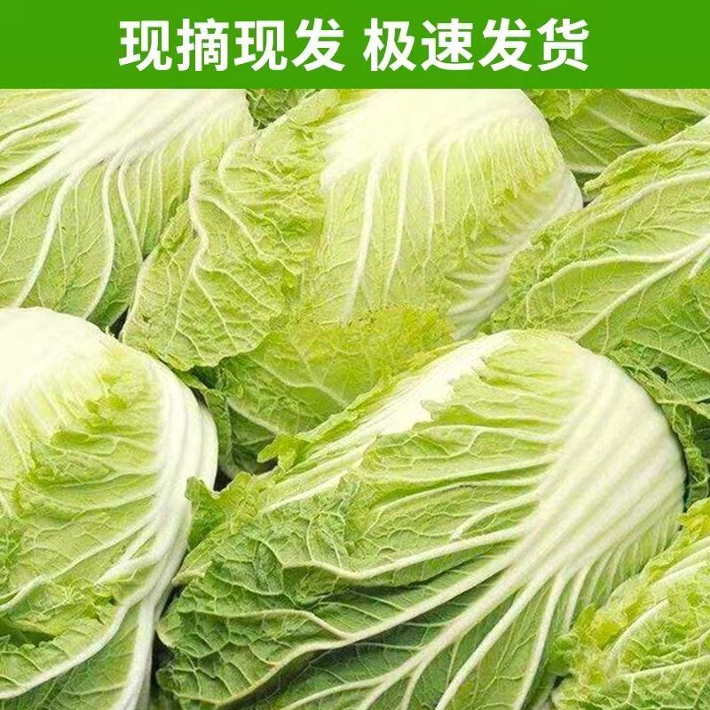 精品高山大白菜娃娃菜产地直销！新鲜上市，保质保量