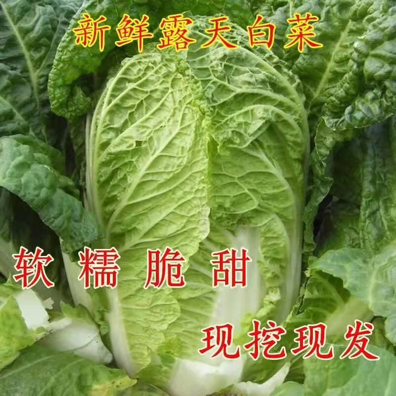 精品高山大白菜娃娃菜产地直销！新鲜上市，保质保量