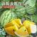 绿皮黄瓤礼品西瓜种子台湾小兰高糖袖珍迷你黄肉西瓜种子