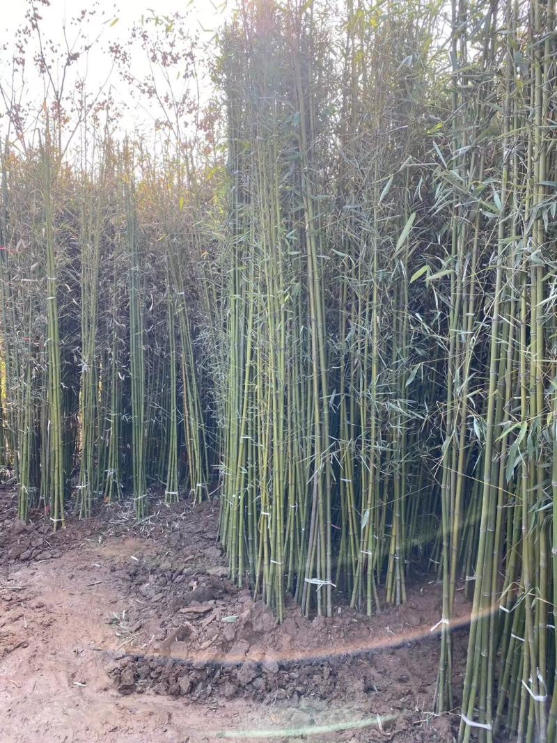 青竹毛竹1/2/3/4/5公分价格金镶玉紫竹枣园竹批发