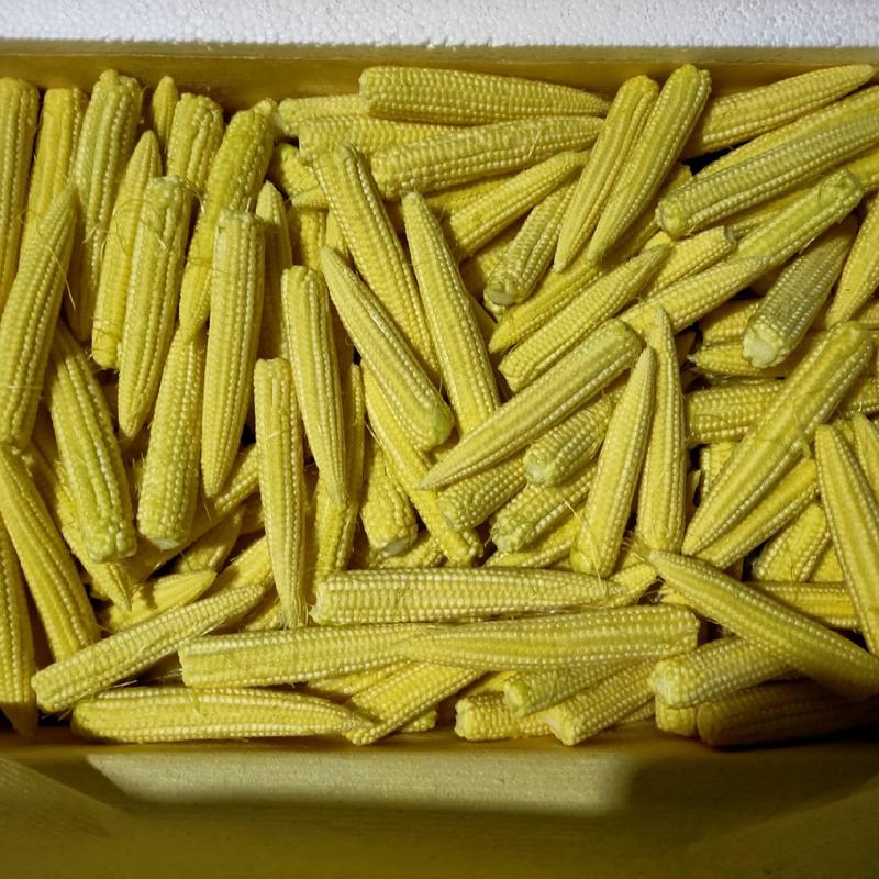 全年无休玉米笋大量供应，支持全国各地发货，价格优势。