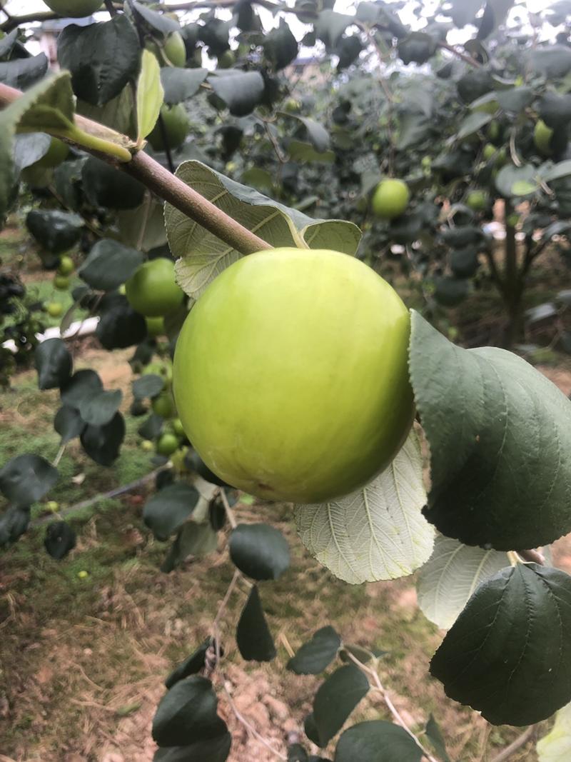 苹果枣、牛奶蜜枣、大青枣均有货