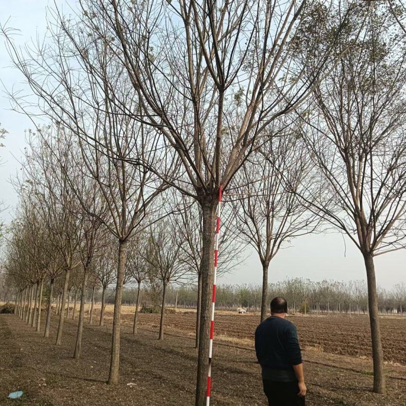 10公分国槐发冒3年冠幅绿曦苗圃自家苗圃无中介费用