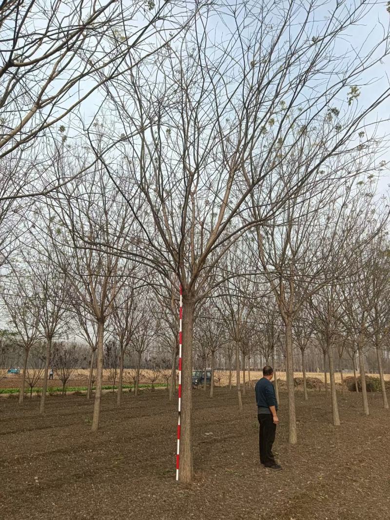 10公分国槐发冒3年冠幅绿曦苗圃自家苗圃无中介费用