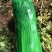 阳谷县芹菜宁阳县芹菜沂南县芹菜聊城芹菜山东芹菜