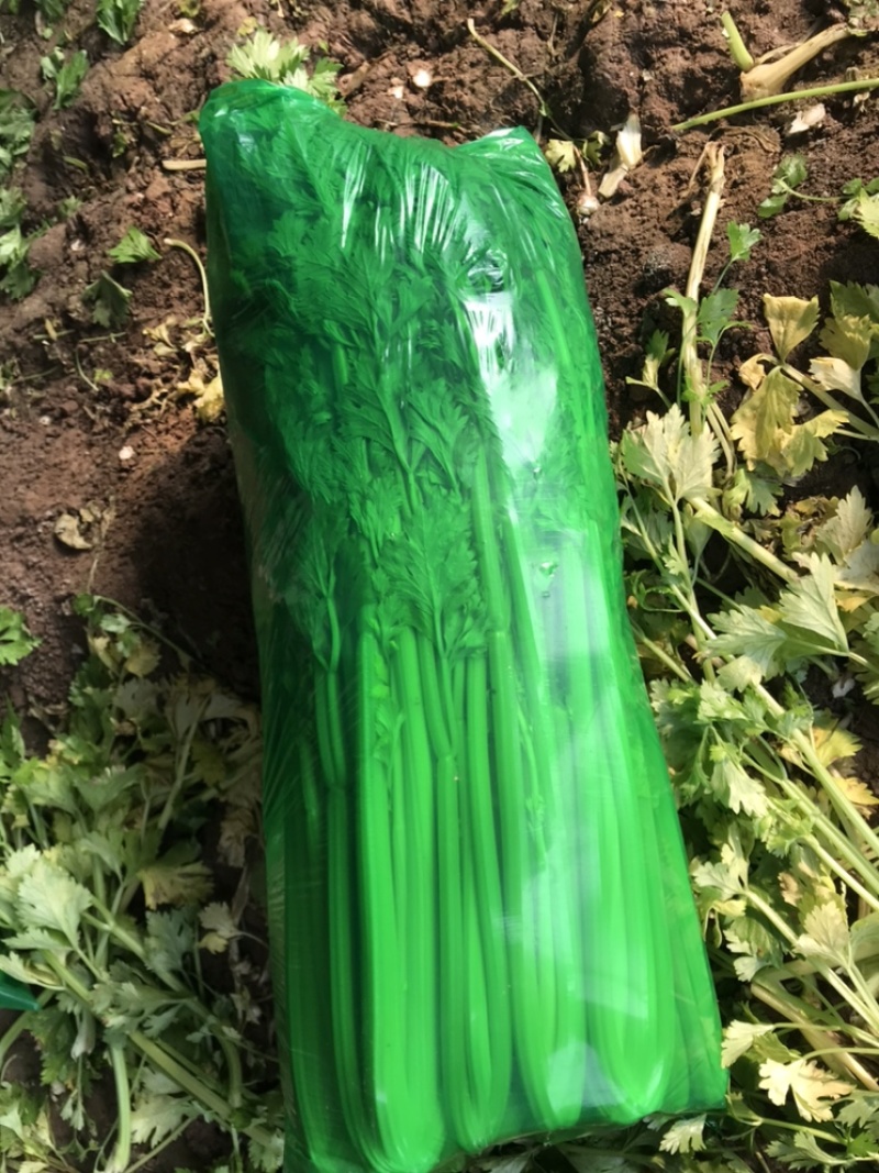 阳谷县芹菜宁阳县芹菜沂南县芹菜聊城芹菜山东芹菜