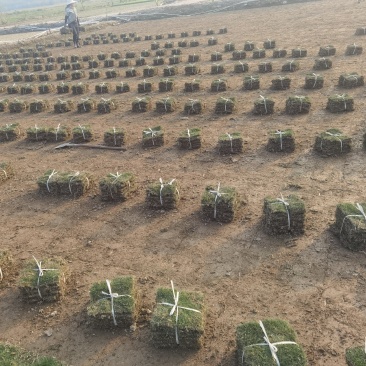 自产自销绿化台湾草，大叶油草铲地专卖物美价廉