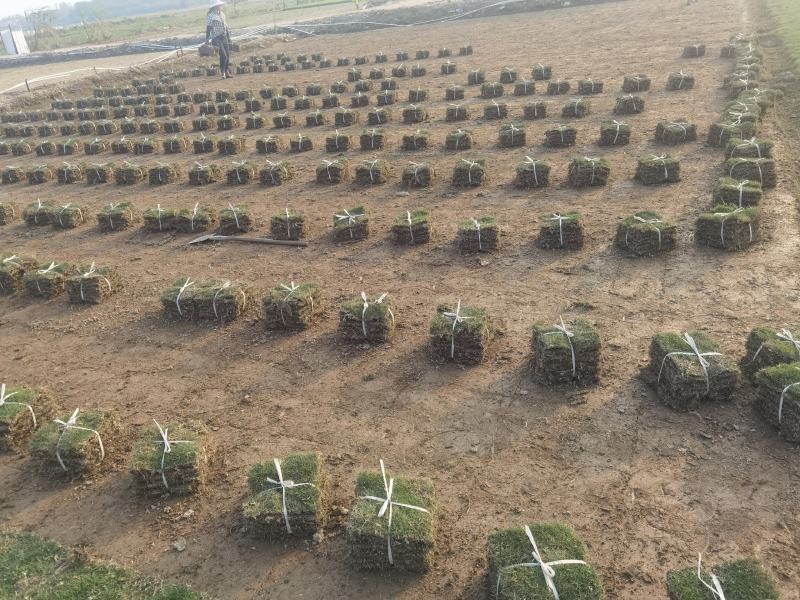 自产自销绿化台湾草，大叶油草铲地专卖物美价廉