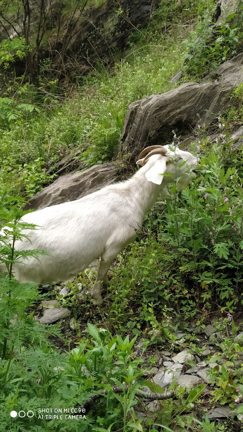 绿色养殖白山羊