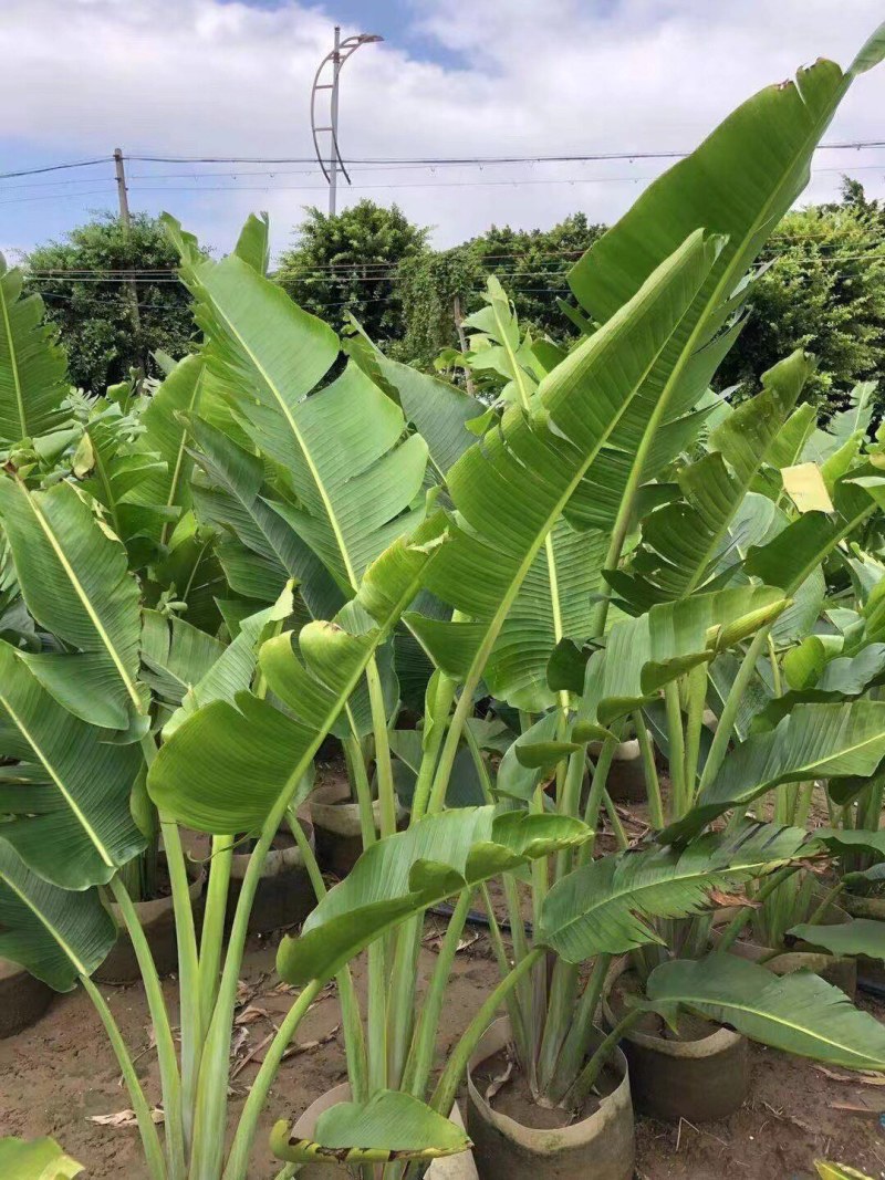 旅人蕉各种规格基地大量现货供应，欢迎各位客户咨询