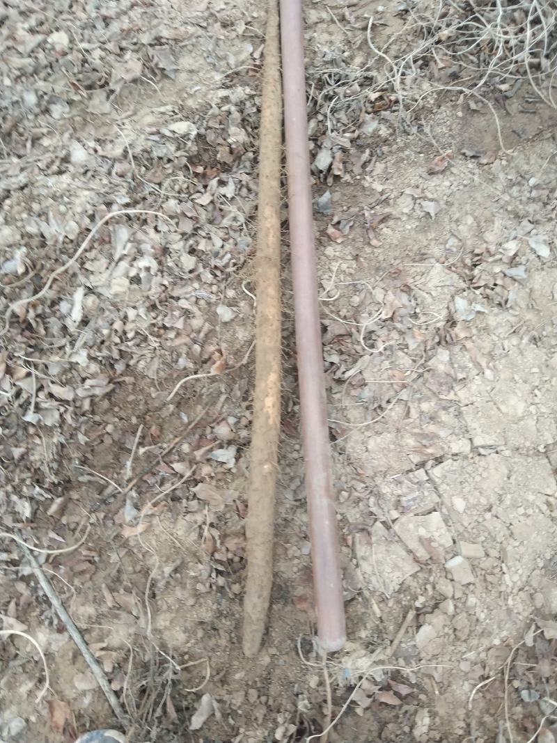 铁棍山药，条行好，色泽好，
