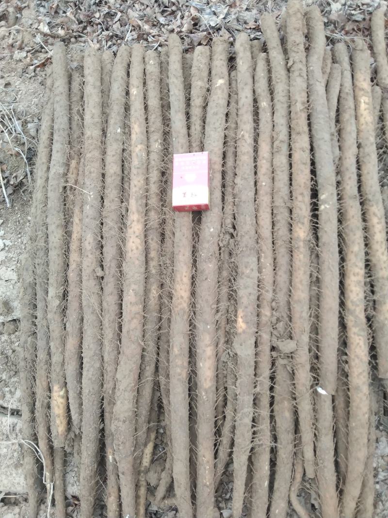 铁棍山药，条行好，色泽好，